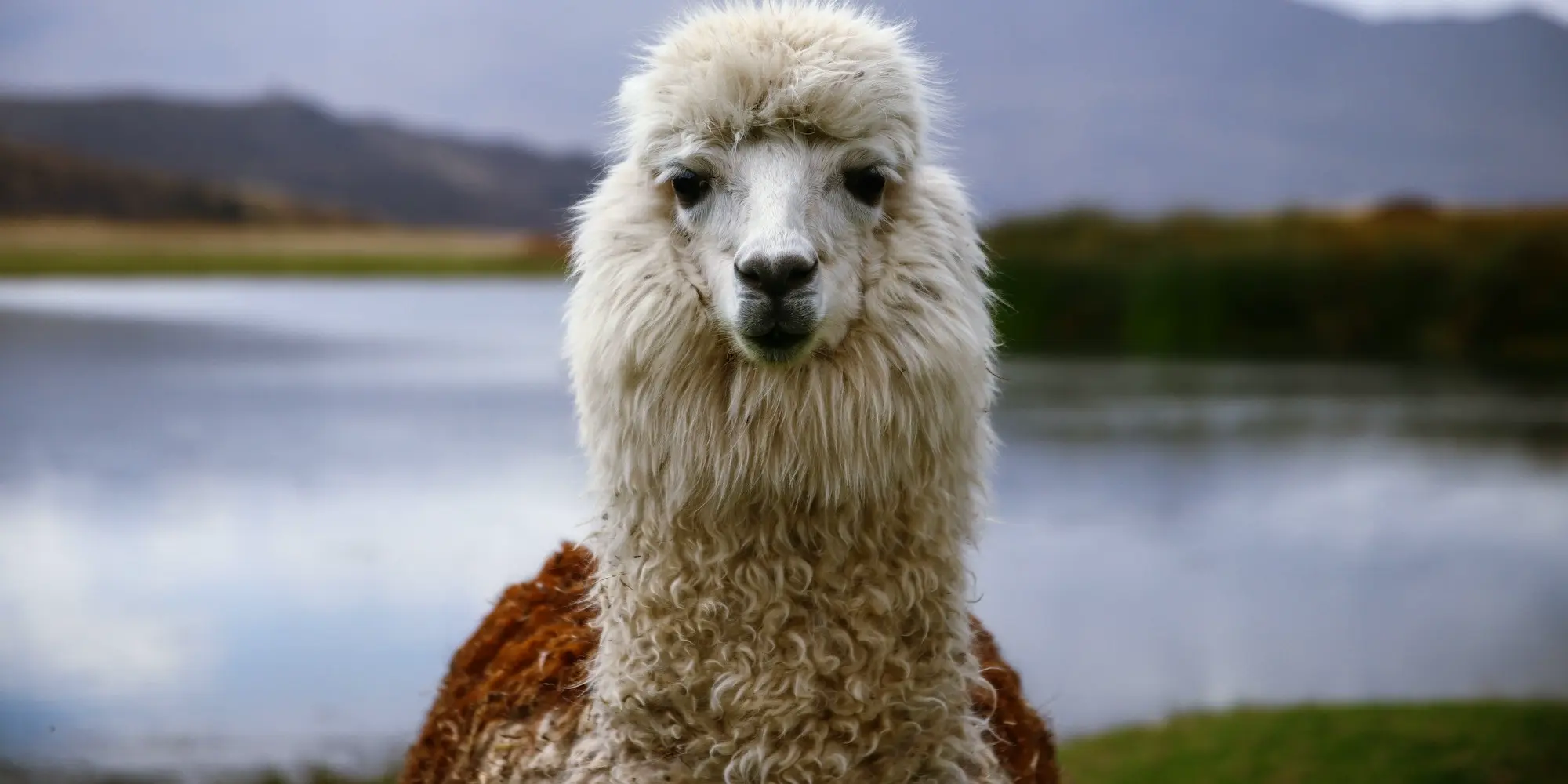 Using llama.cpp to self-host Large Language Models in Production Background